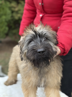 Ovčiaky a pastierske psy, KATALÁNSKY OVČIAK