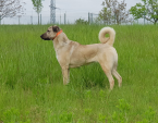 , Kangal Çoban Köpegi