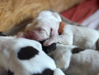 Stavače, TALIANSKÝ SPINONE