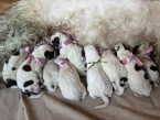 Stavače, TALIANSKÝ SPINONE