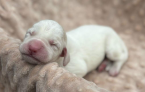, Spinone italiano - štěniatko