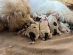 Stavače, TALIANSKÝ SPINONE