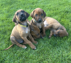 , Šteniatka Rhodesian Ridgeback /Rhodézsky ridgeback