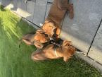 Duriče, farbiare a príbuzné plemená, RODÉZSKY RIDGEBACK