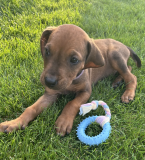 Duriče, farbiare a príbuzné plemená, RODÉZSKY RIDGEBACK
