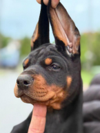 , Doberman šteniatka na predaj