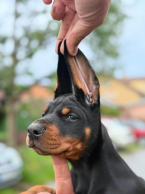 Pinče, bradáče, molosoidy a švajčiarske salašnícke psy, DOBERMAN