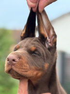 Pinče, bradáče, molosoidy a švajčiarske salašnícke psy, DOBERMAN