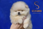, Pomeranský špic BOO šteniatka
