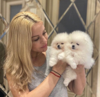 , Krásne šteniatko pomeraniana.