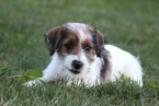 Teriéry, JACK RUSSELL TERIÉR