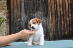 Teriéry, JACK RUSSELL TERIÉR