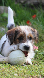Teriéry, JACK RUSSELL TERIÉR