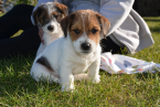 Teriéry, JACK RUSSELL TERIÉR