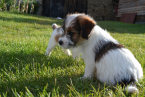 Teriéry, JACK RUSSELL TERIÉR