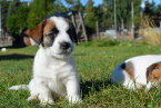 Teriéry, JACK RUSSELL TERIÉR