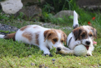 Teriéry, JACK RUSSELL TERIÉR