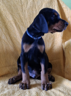 , Doberman – Krásne Šteniatka