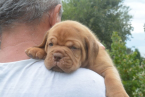 , Bordó doga (Dogue de Bordeaux) krásne šteniatka