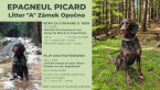 Stavače, PIKARDSKÝ ŠPANIEL
