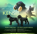 Pinče, bradáče, molosoidy a švajčiarske salašnícke psy, BRADÁČ VEĽKÝ