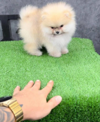 , Krásne šteniatko pomeraniana.