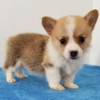 , Rozkošný waleský corgi pembroke.