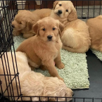 , Krásne šteniatka Leberador Retriever pripravené do nového domova.