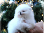Špice a primitívne typy, NÓRSKY BUHUND