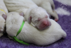 , Labrador retriever s rodokmeňom pôvodu
