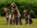 Stavače, TALIANSKÝ SPINONE