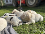 Stavače, TALIANSKÝ SPINONE
