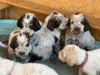 Stavače, TALIANSKÝ SPINONE