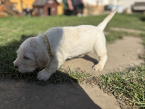 Stavače, TALIANSKÝ SPINONE