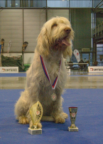 , Talianský spinone