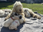 Stavače, TALIANSKÝ SPINONE