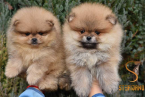 , Pomeranský špic BOO šteniatka