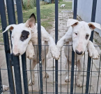 , Štandardné Bull Terrier šteniatka