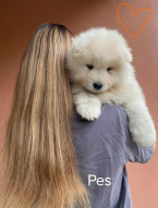 Špice a primitívne typy, SAMOJED