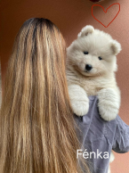 Špice a primitívne typy, SAMOJED
