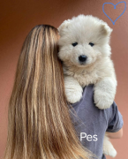 Špice a primitívne typy, SAMOJED