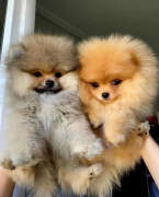 , Nadýchané šteniatka pomeraniana