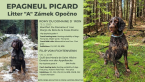 , PIKARDSKÝ ŠPANIEL