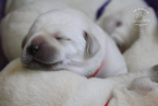, Labrador retriever s rodokmeňom pôvodu