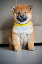 , Shiba Inu krásne šteniatka