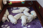 , Labrador retriever s rodokmeňom pôvodu