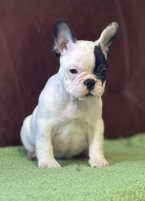 Spoločenské a sprievodné psy, FRANCÚZSKY BULDOČEK