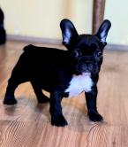 Spoločenské a sprievodné psy, FRANCÚZSKY BULDOČEK