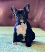 Spoločenské a sprievodné psy, FRANCÚZSKY BULDOČEK