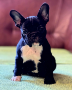 Spoločenské a sprievodné psy, FRANCÚZSKY BULDOČEK